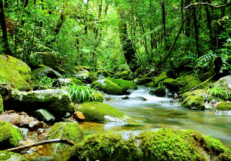 Serene view of a moss-covered creek flowing through lush forest in Đà Lạt, Vietnam.