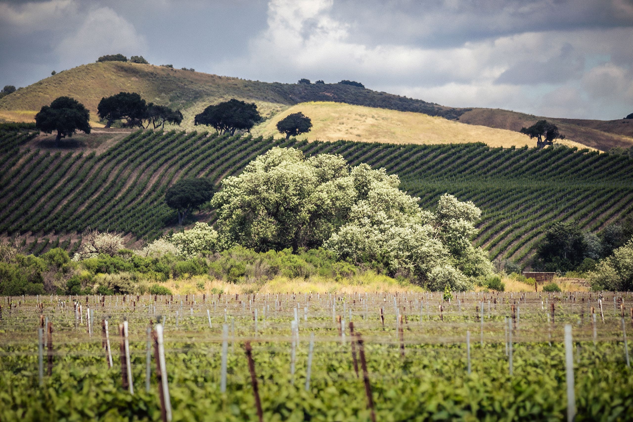 A picturesque vineyard in Los Alamitos, California, showcasing rolling hills and lush greenery.